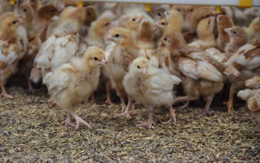 The Dutch government claims the move will reduce the number of chicks slaughtered at day-old