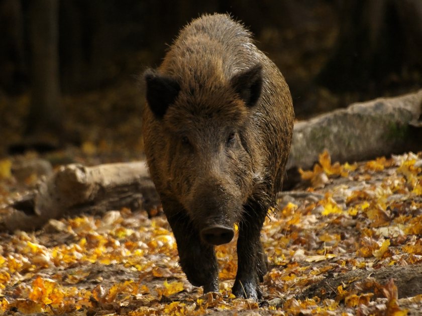 The classical swine fever outbreak in 2000 was linked to a pig eating a ham sandwich