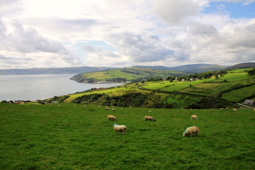 Sheep enterprises have one of the lowest incomes of any agricultural sector in Northern Ireland