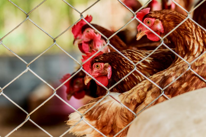 The UK's chief veterinary officer said the housing order would help reduce the risk of further bird flu cases