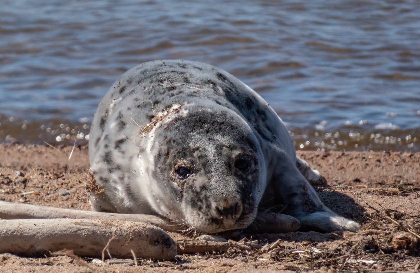 Avian influenza has been confirmed in grey seals on the north Norfolk coast