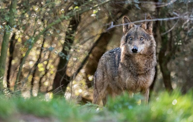 Wolves were eradicated from Scotland around 250 years ago