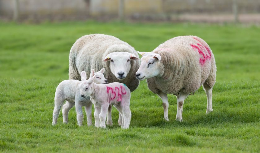 A targeted approach to parasite control in ewes is being advocated by experts