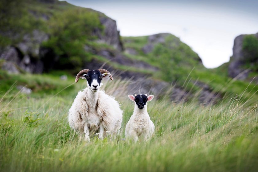 High bacterial counts can cause a number of serious issues for lambs