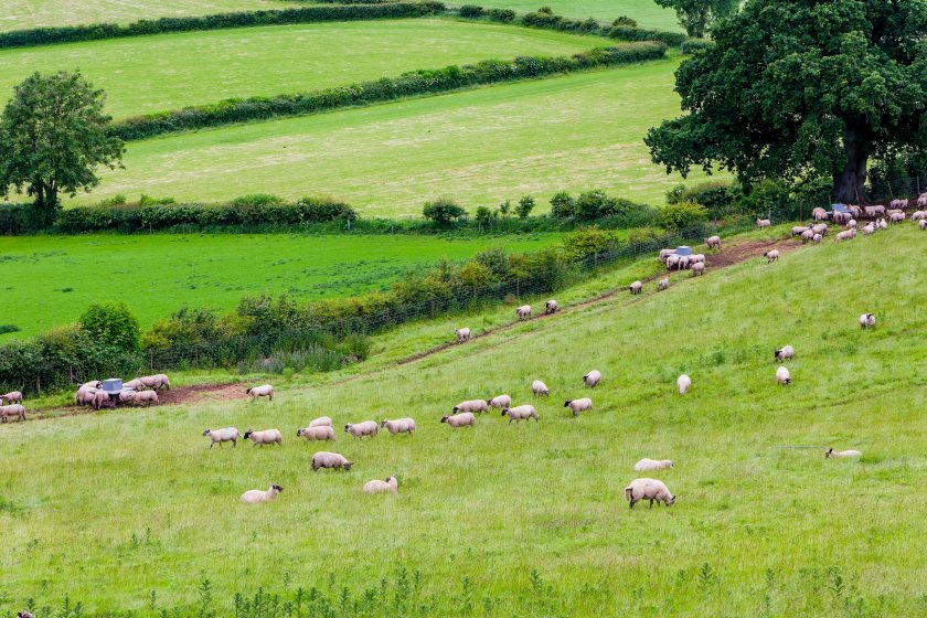 Climate change experts have called for a 27% reduction in UK cattle and sheep numbers