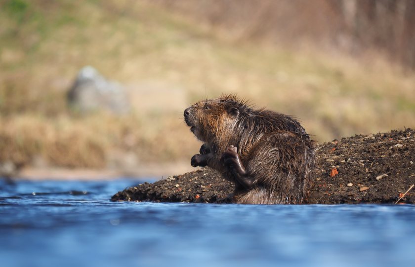 Natural England will grant licences to release beavers into the wild this year