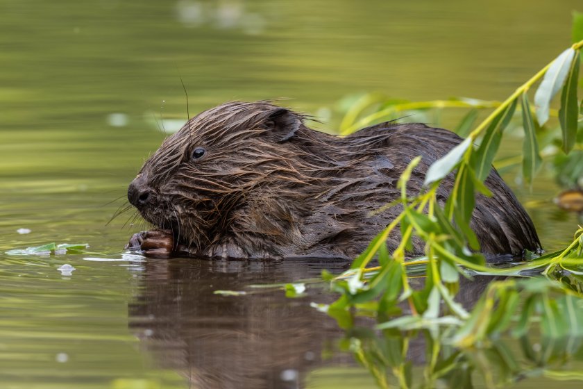 There are concerns over the impact that wild beavers could have on agriculture