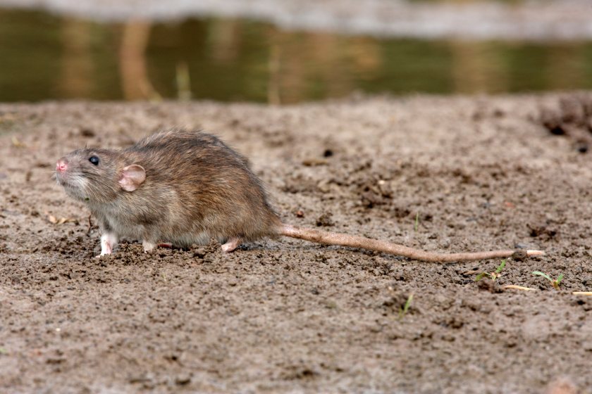 New legislation aims to encourage more accountable rodent control within the industry