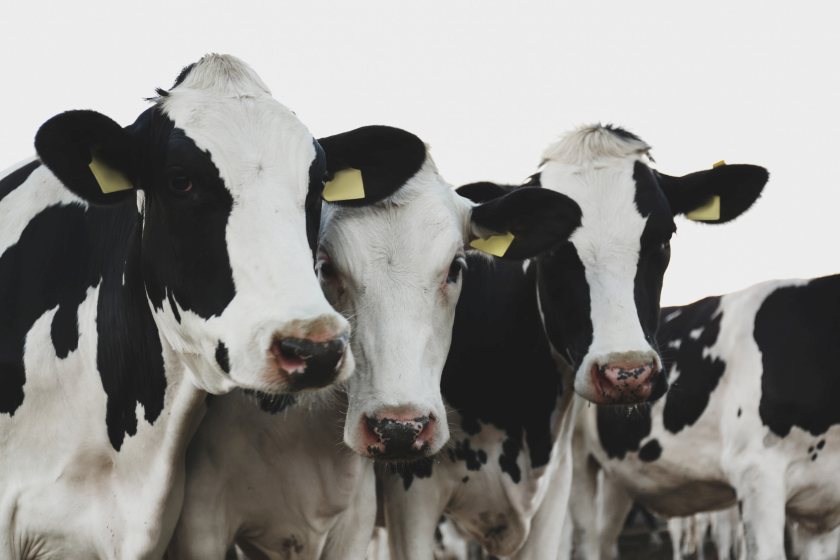 The project will establish a network of dairy farms across four major dairying regions in the UK