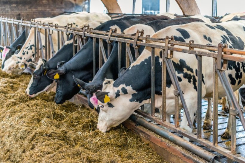 Cattle feed production has surged by 112,000 tonnes year-on-year