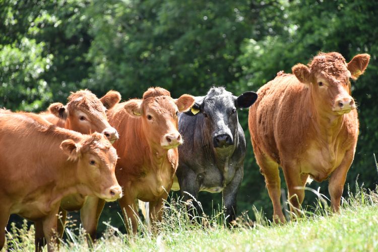 Cattle populations in Britain have fallen for the tenth consecutive year, figures show