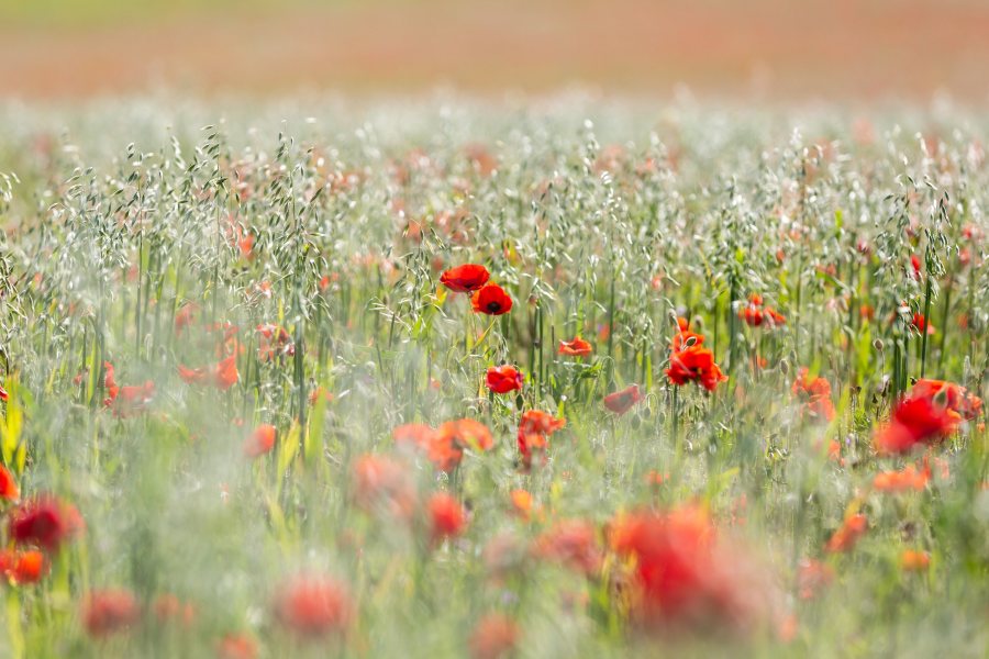 The NFU called the sudden announcement "another shattering blow" to farmers