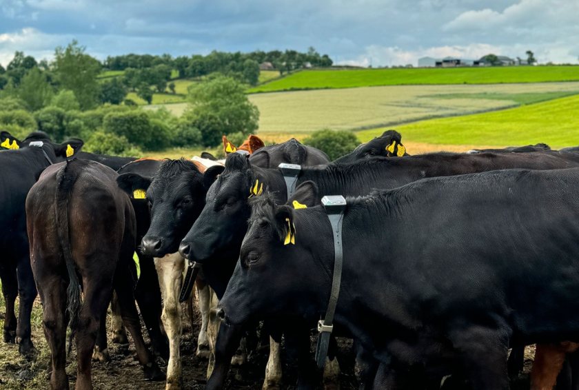 Cattle are grazed with GPS-equipped collars as part of the trial