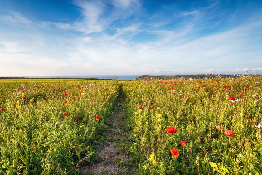 An England-wide, regulated marketplace for biodiversity offsetting was created in 2024