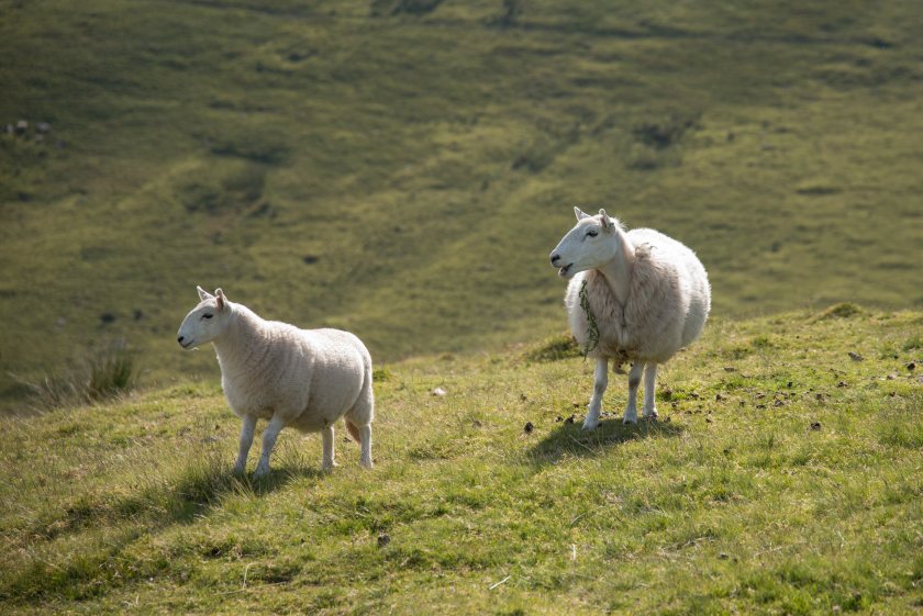 The Welsh government has been told to take England's SFI debacle as a warning sign