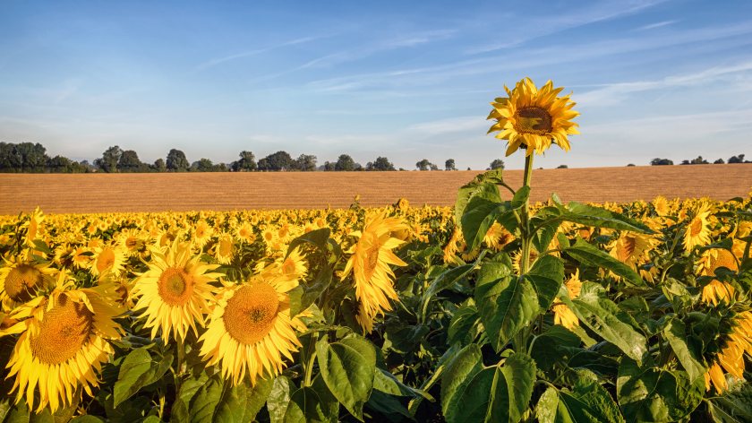 United Oilseeds launched the UK's first-ever sunflower marketing pool in 2024