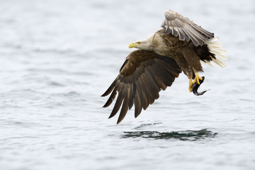 Many farmers experience significant year-on-year livestock losses to the birds