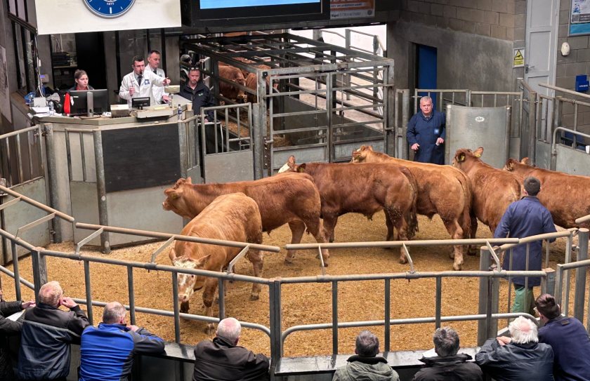 Continued high beef prices is in turn seeing an increase in on-farm investment, IAAS says