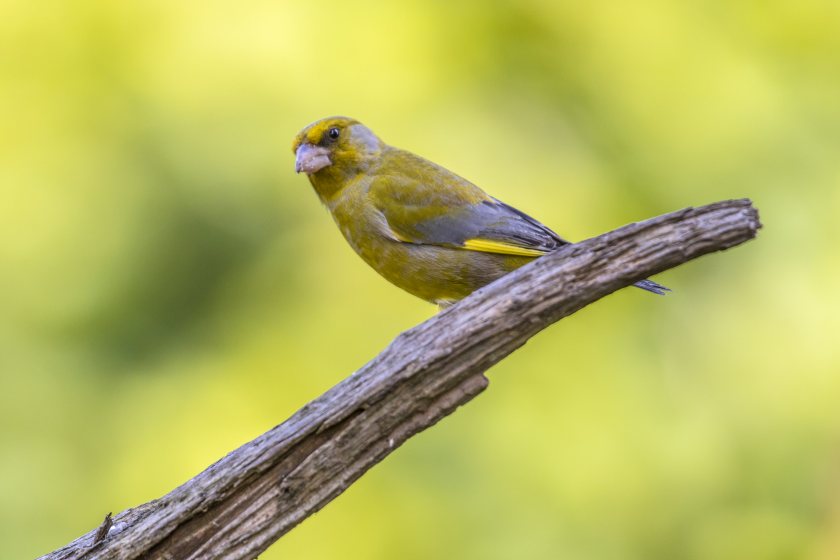 There has been positive signs for farmland birds of conservation concern on Welsh farms