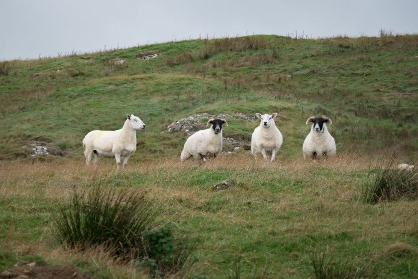 Northern Ireland's new agricultural framework lacks a dedicated sheep scheme