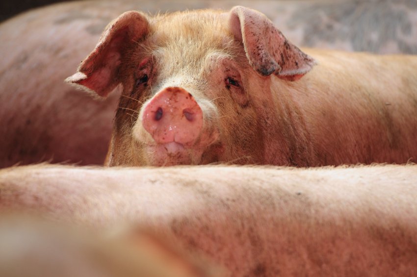 Farmers have been told to commit to strict on-farm biosecurity to prevent and prepare for ASF