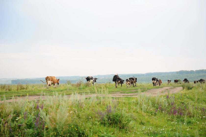 The cases of foot-and-mouth disease are Slovakia's first in half a century