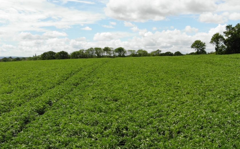 The winter bean crop generated a higher gross margin compared to the farm's winter wheat