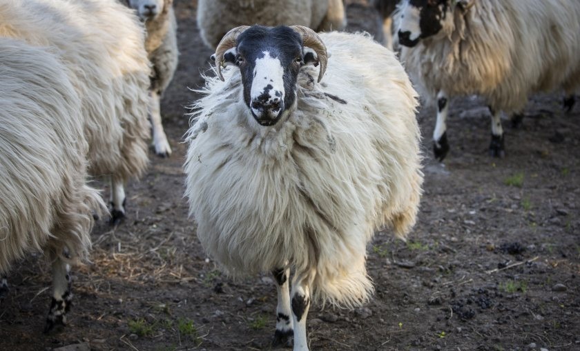 EAE is one of the biggest economic and welfare issues affecting sheep flocks each year