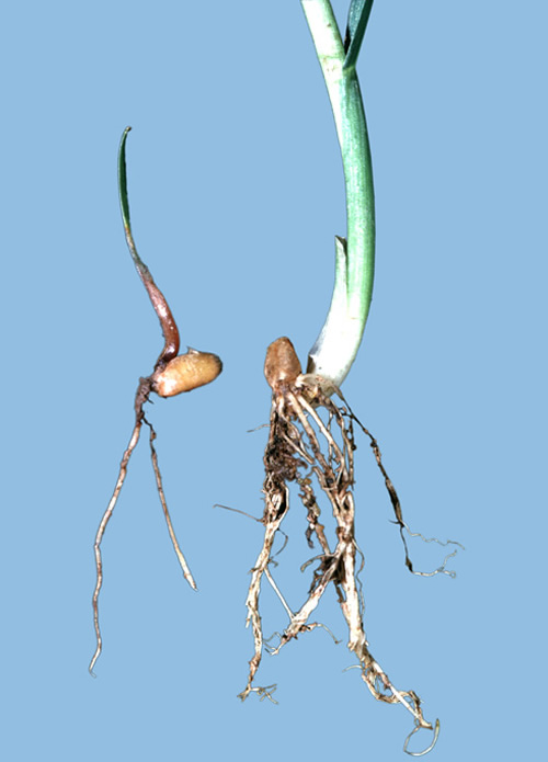 Symptoms of stem nematode infect on bean plants