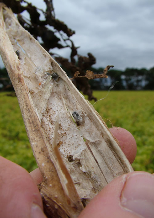 Sclerotia in potato