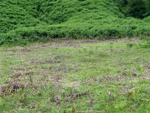 Bracken in the foreground has been wiped using the Micron WeedSwiper