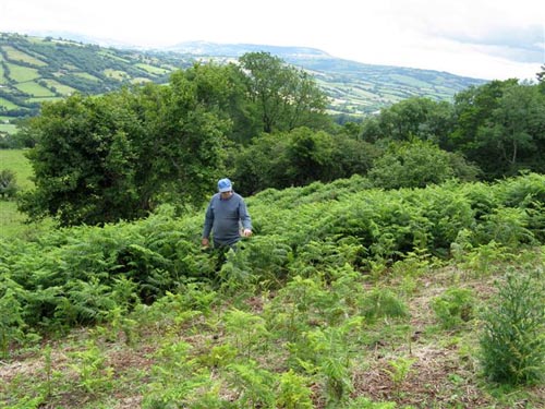 Bracken in the foreground has been cut then wiped using the Micron WeedSwiper