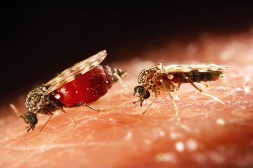 Culicoides nebeculosus. Two biting midges, one engorged with blood (Photograph: Institute of Animal Health UK)