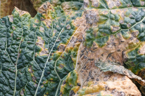 Ringspot on leaf