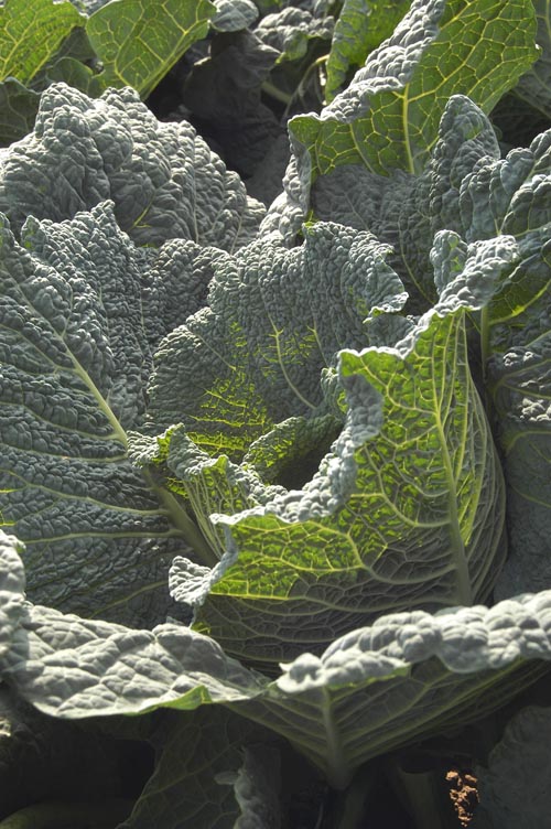 Green Cabbage